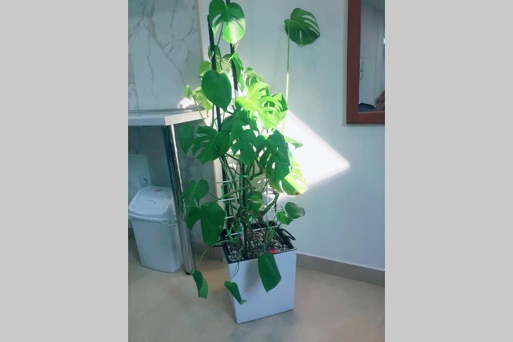 Apartman Santorini Novi Sad Exteriér fotografie